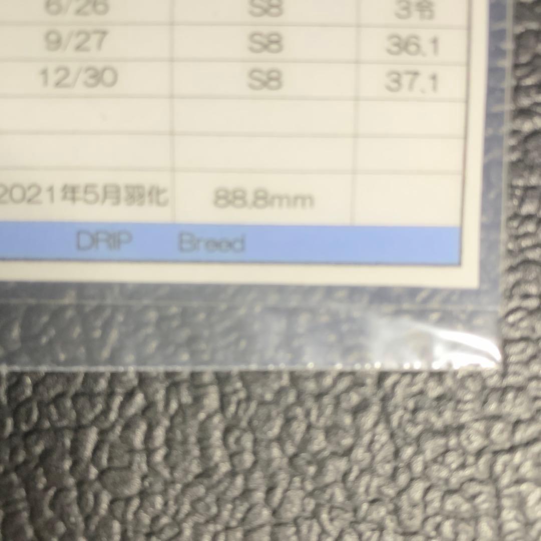 オオクワガタ 標本 死虫 能勢YG血統 脅威の88.8ミリ！