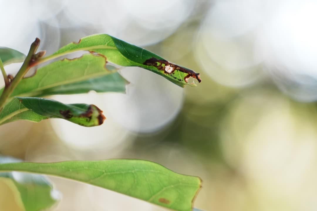 【運動会・スポーツに】SONY 望遠ズームレンズ SEL55210 514