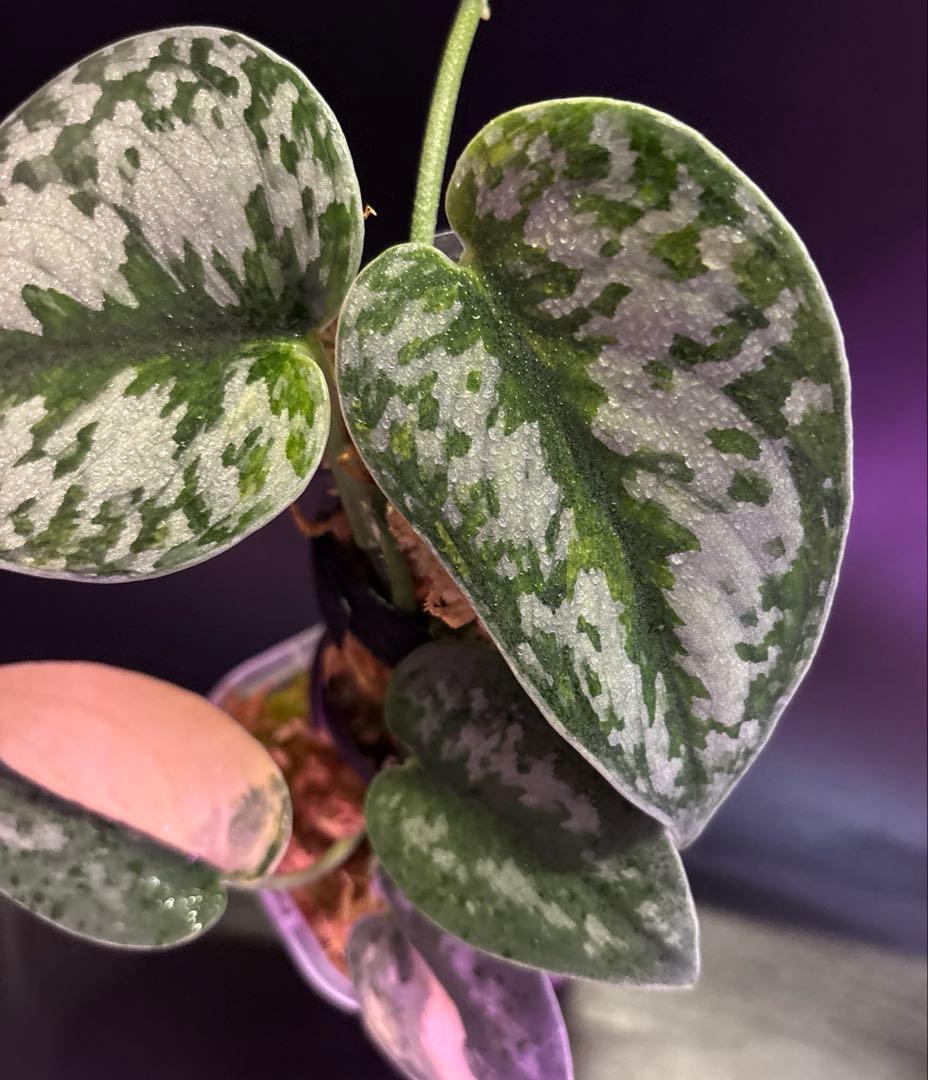 スキンダプサス グリーンダイヤモンド　1