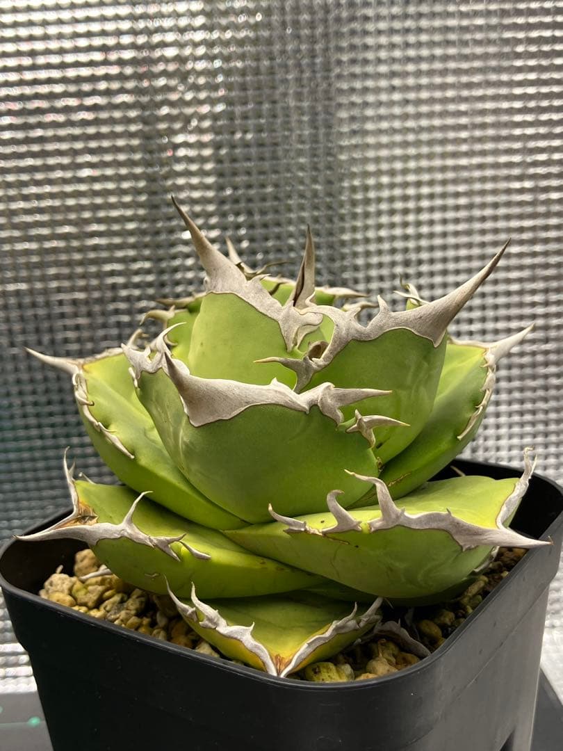 【NY】白犀牛　アガベ　中株②