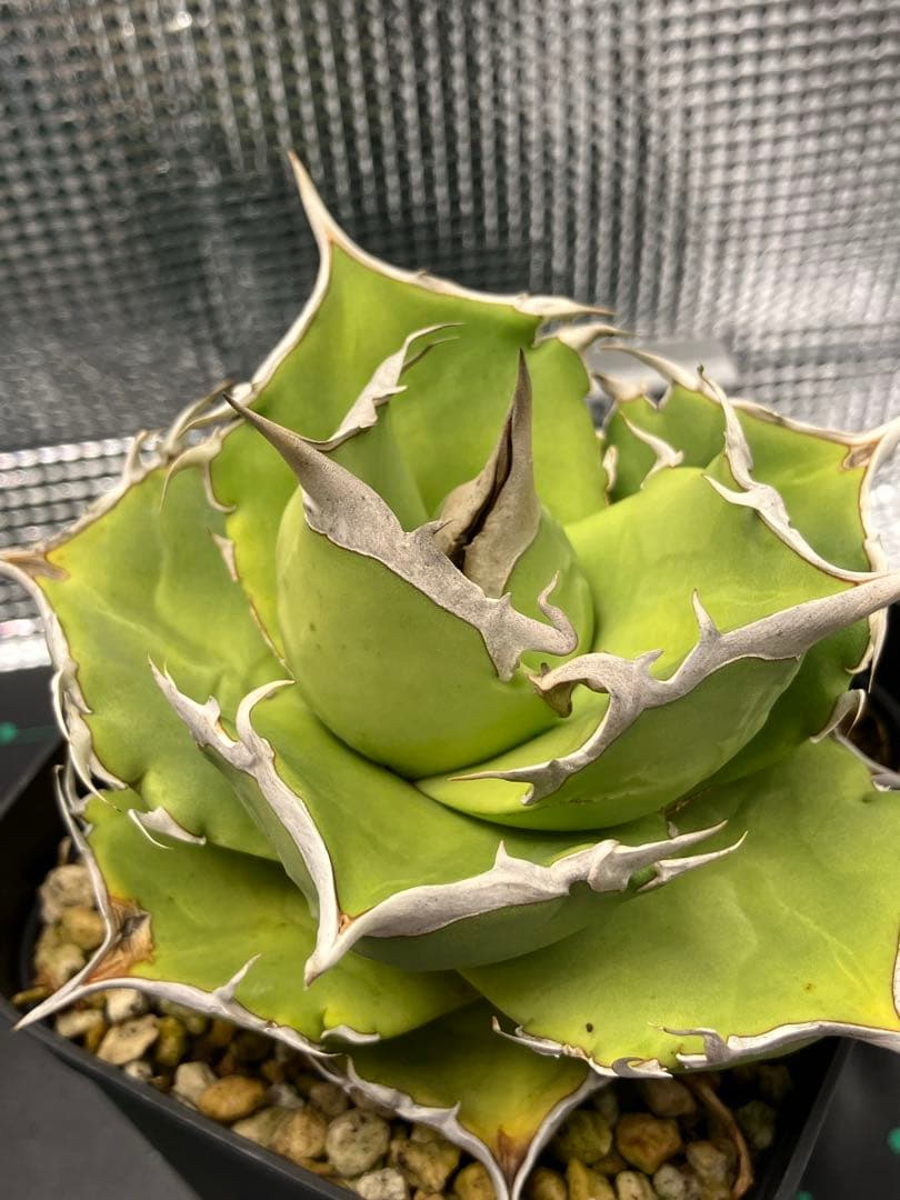 【NY】白犀牛　アガベ　中株②