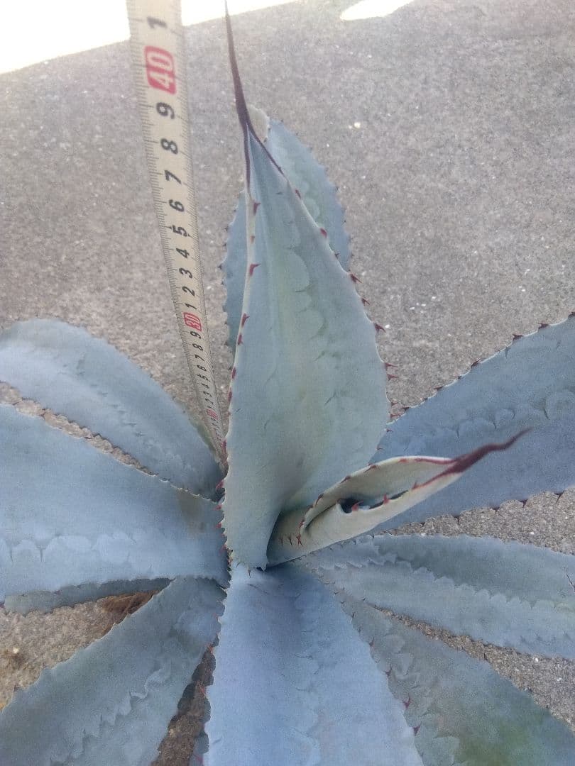 アガベ　フランゾシニー　大株カキコ60センチ❗　い