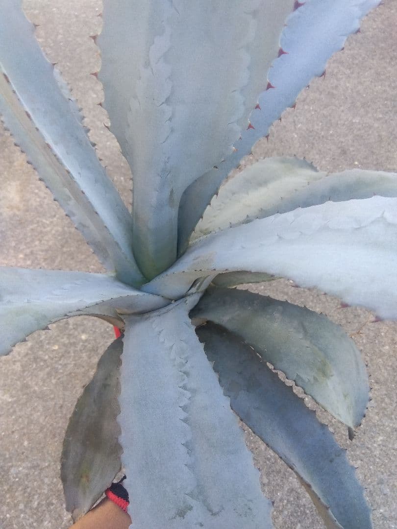 アガベ　フランゾシニー　大株カキコ60センチ❗　い