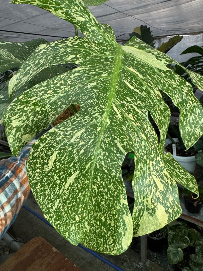 c*i様 5モンステラ　タイコンステレーション　スターライト