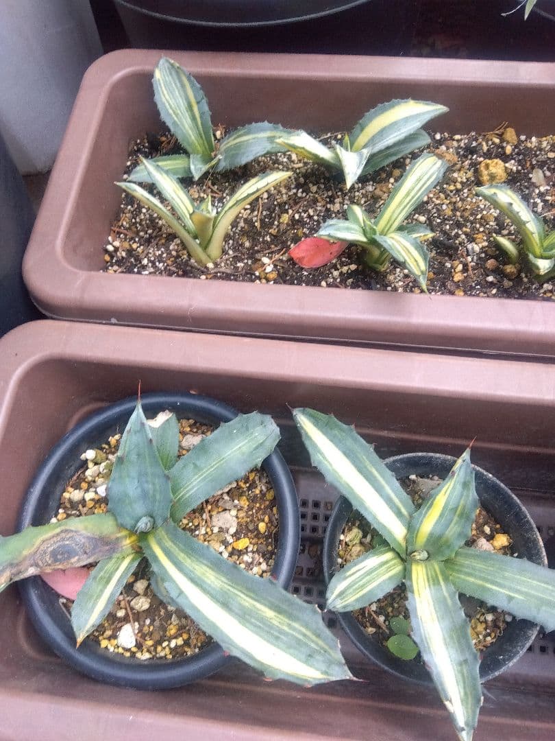 nochida587　フェロックス錦 11株