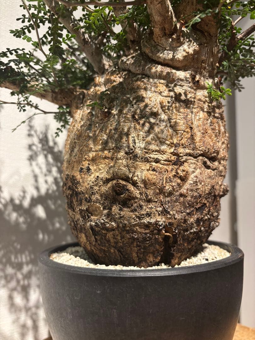 ソウルフル　オペルクリカリア　パキプス　塊根