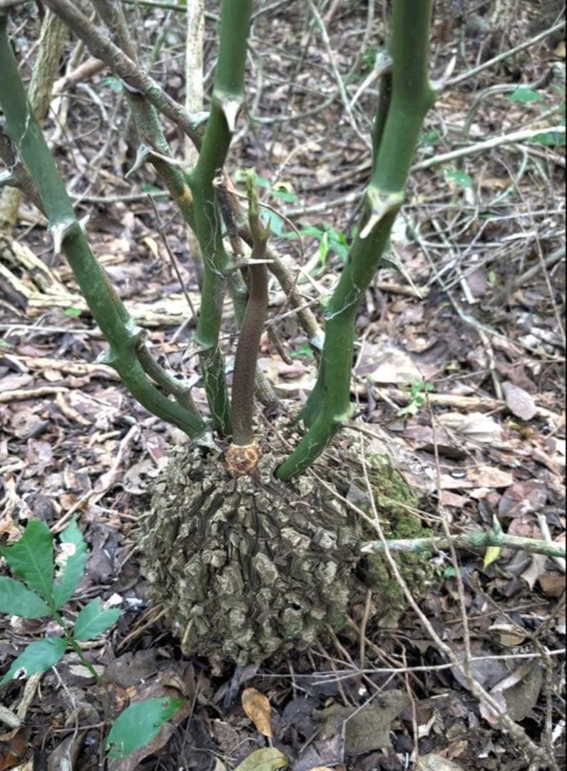 メキシコ亀甲竜 レア Dioscorea mexicana 現地株 大株 未発根