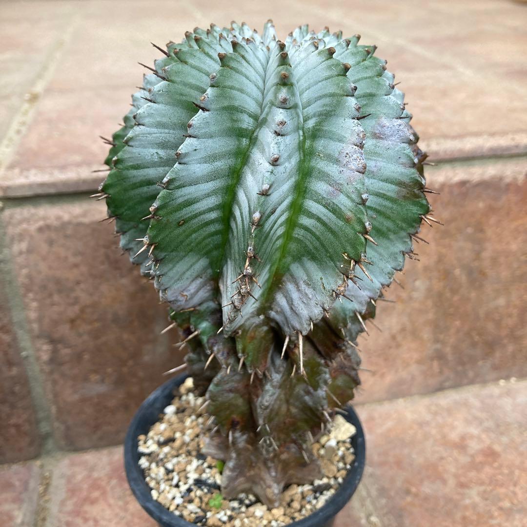 ユーフォルビア　ホリダ