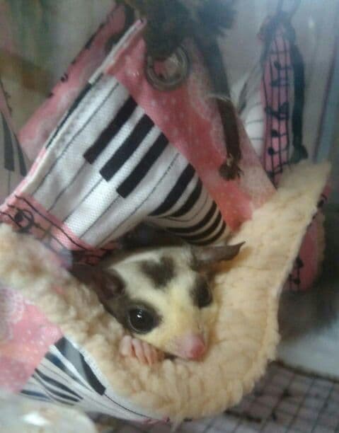 モモンガハウス(小花柄)ボア白       2000円