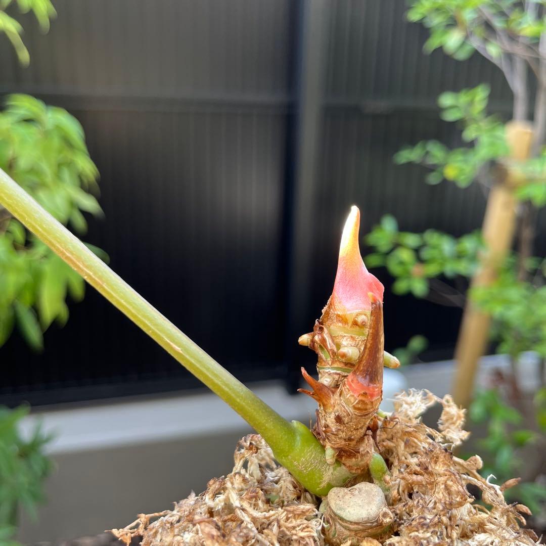 174 Shuar Princess シュアールプリンセス　アンスリウム