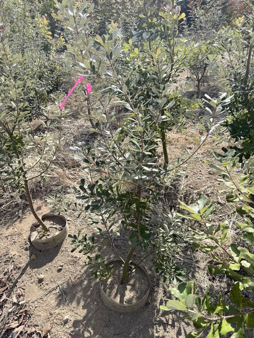 チーズ　コーストバンクシア②