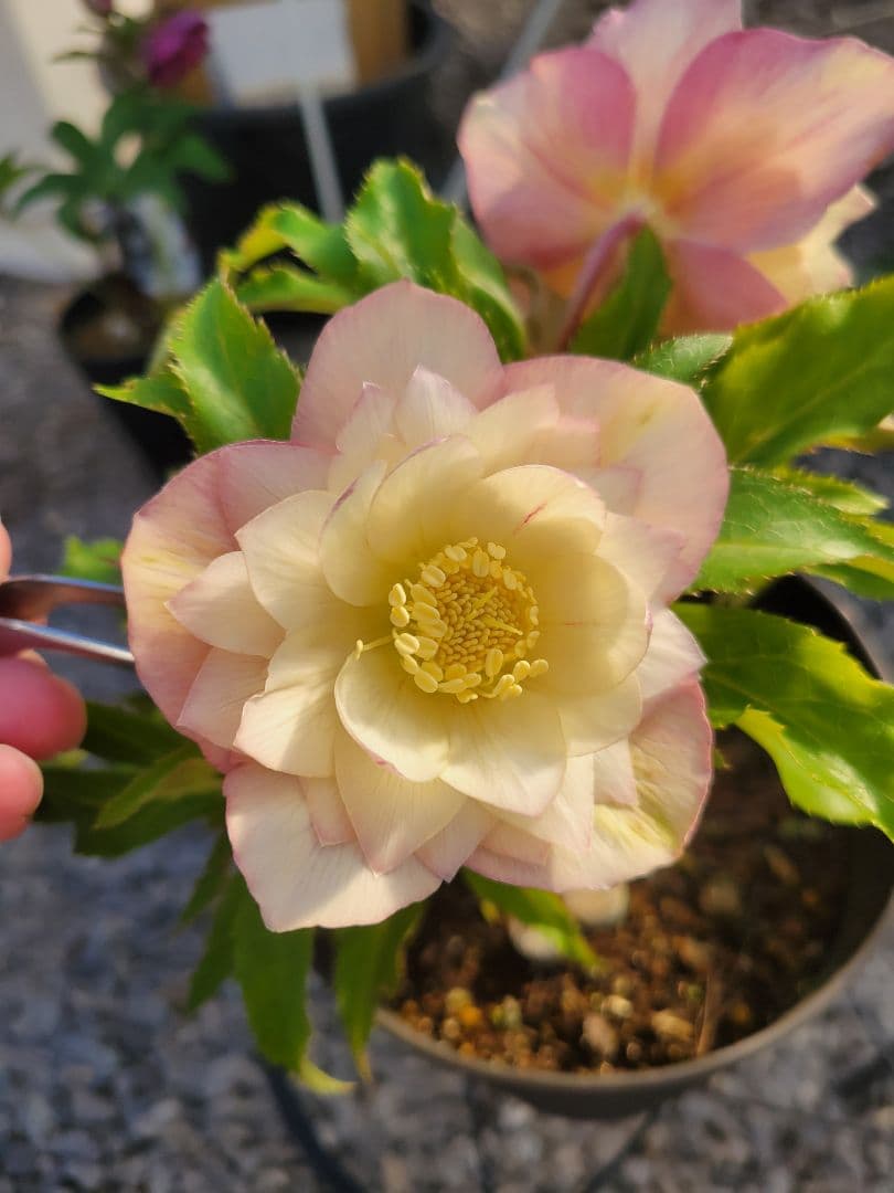 広瀬園芸　ホワイト柔らかピンクダブル　クリスマスローズ