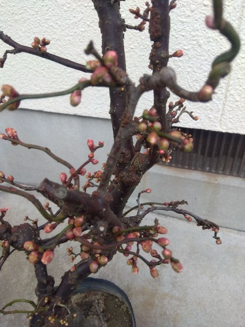 雲龍梅　古木　白花　７号ポットつき　特大❗　②