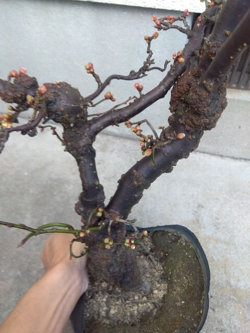 雲龍梅　古木　白花　７号ポットつき　特大❗　②