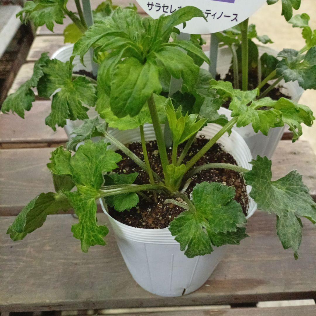 希少種ラナンキュラス　新品種　サラセレネ フォティノース　3.5号苗　3鉢セット