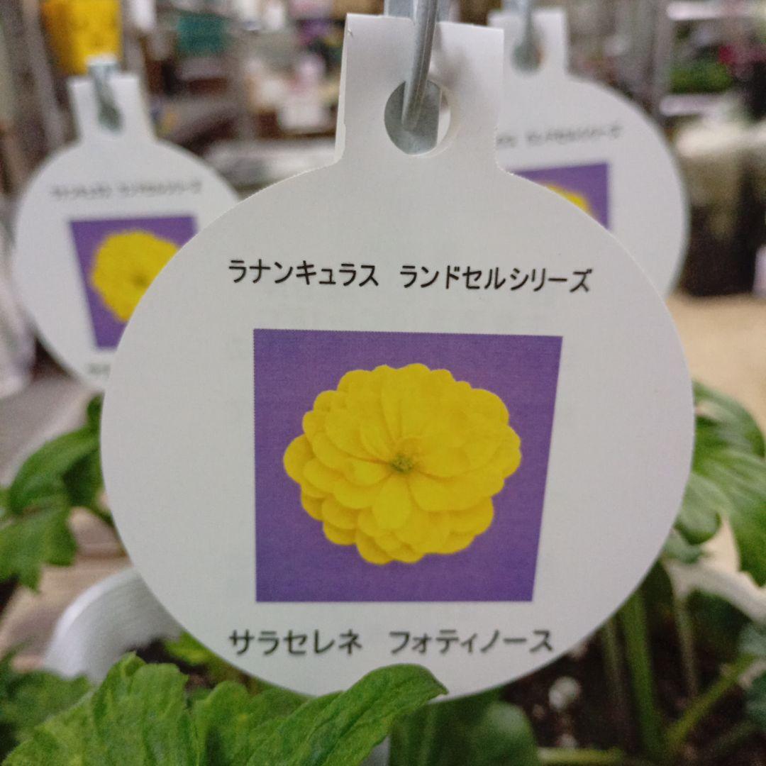 希少種ラナンキュラス　新品種　サラセレネ フォティノース　3.5号苗　3鉢セット