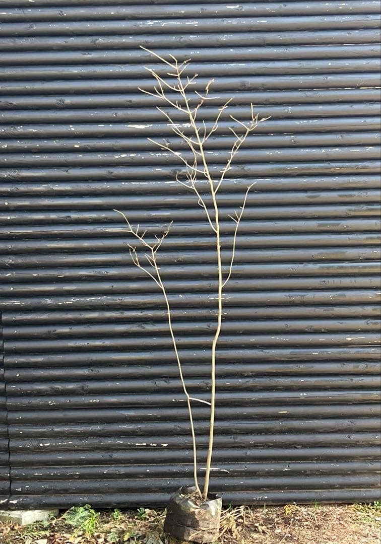 山採り天然　ツリバナ　2本株立ち　13