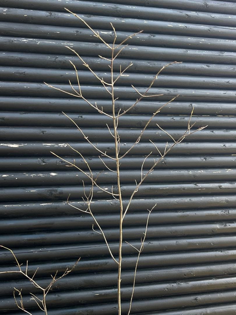 山採り天然　ツリバナ　2本株立ち　13