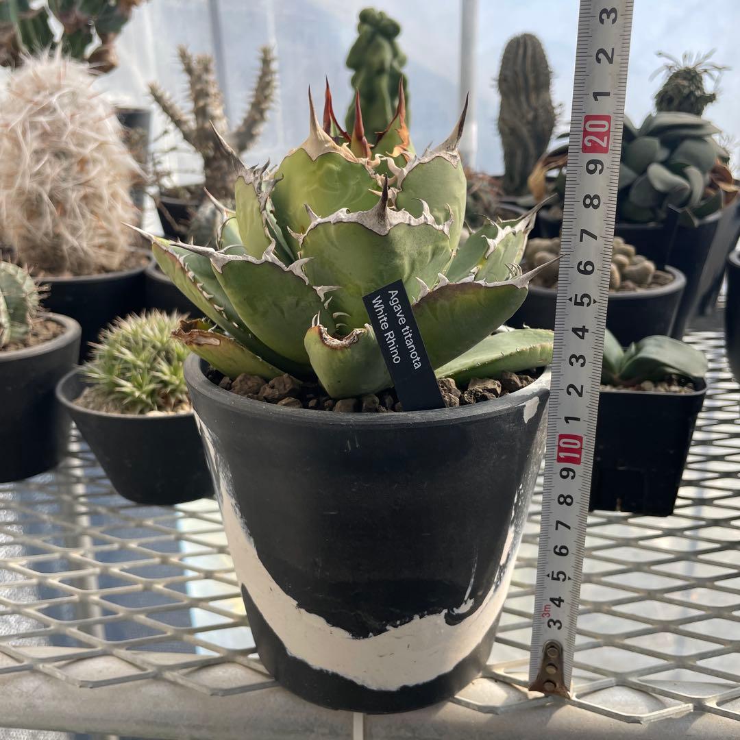 アガベ チタノタ ホワイトライノ 白犀牛 シロサイ 5号ブラックポットマーブル