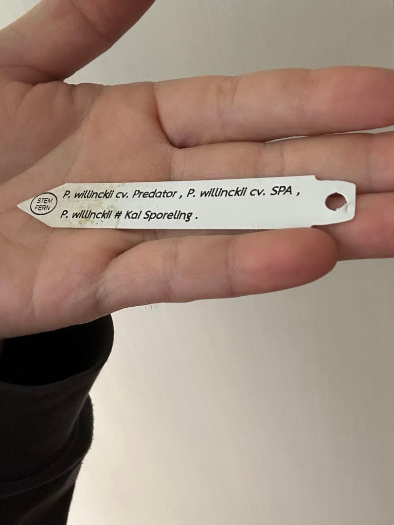 ビカクシダ willinckii mix spore Predator, SPA,Kai 1