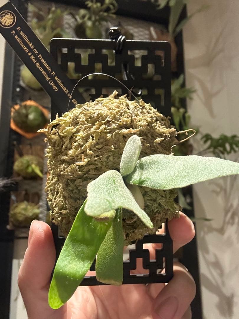 ビカクシダ willinckii mix spore Predator, SPA,Kai 1