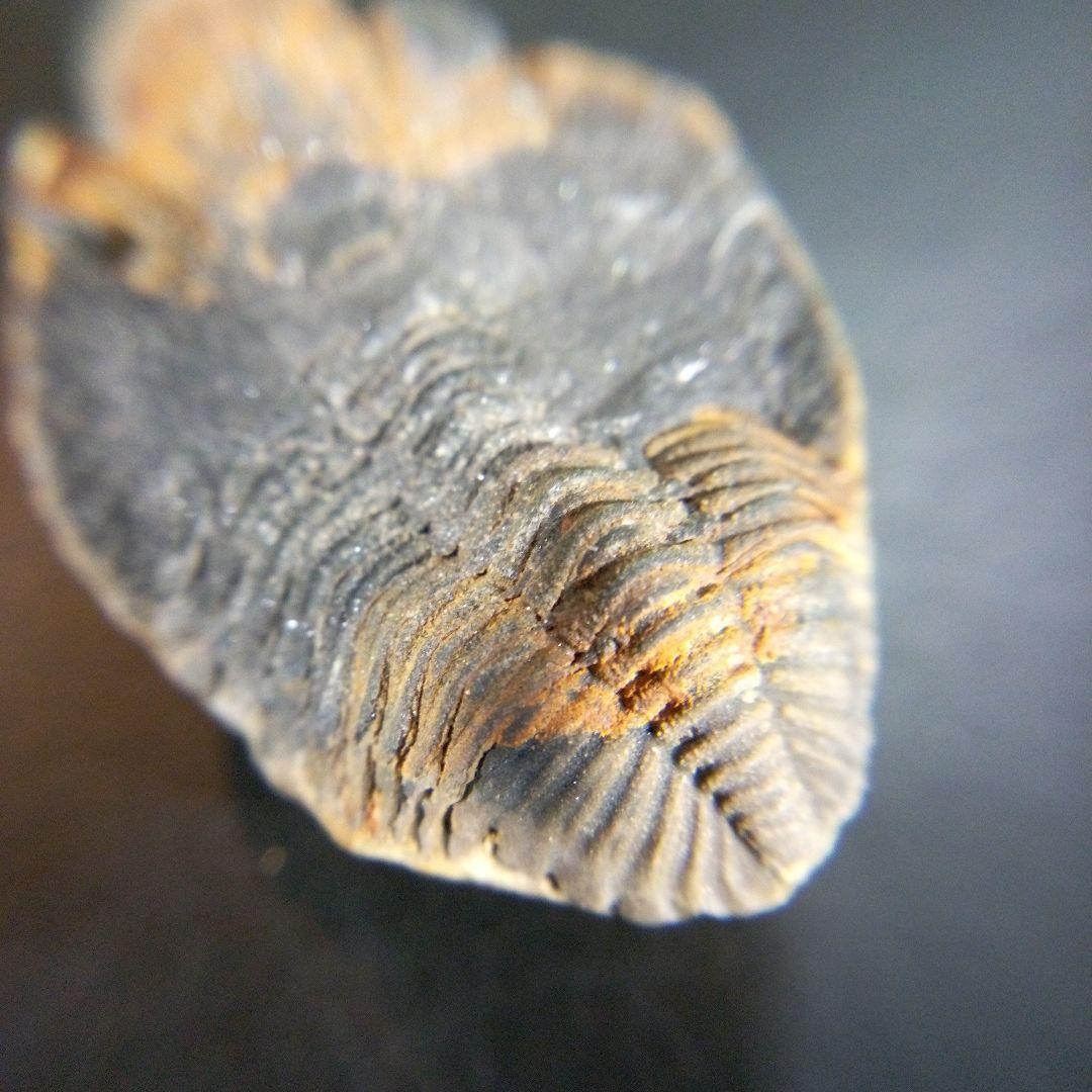 三葉虫　化石　fossil　ボリビア産　trilobite　南アメリカ化石郡②