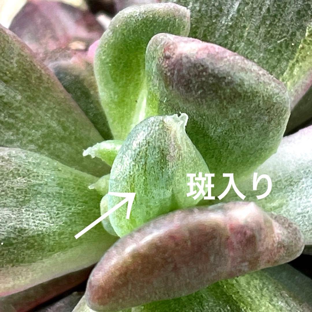 専用！　高級品種　稀少　インドネシア多肉　プリンス錦3点セット　速達代付