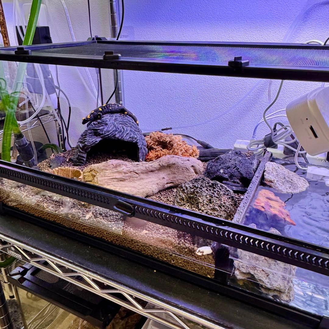 【新品】 爬虫類・両生類・昆虫用 ガラス飼育ケージ　50×30×25cm