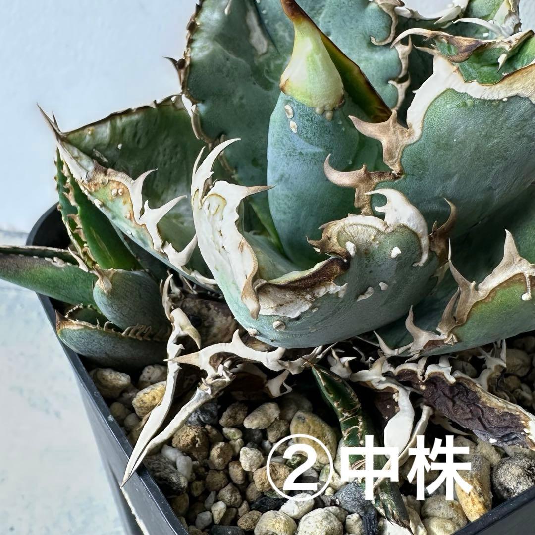 【初出】 オテロイ スタッズタイプ セット ※バラ売り 検）冰雹、麻花龍