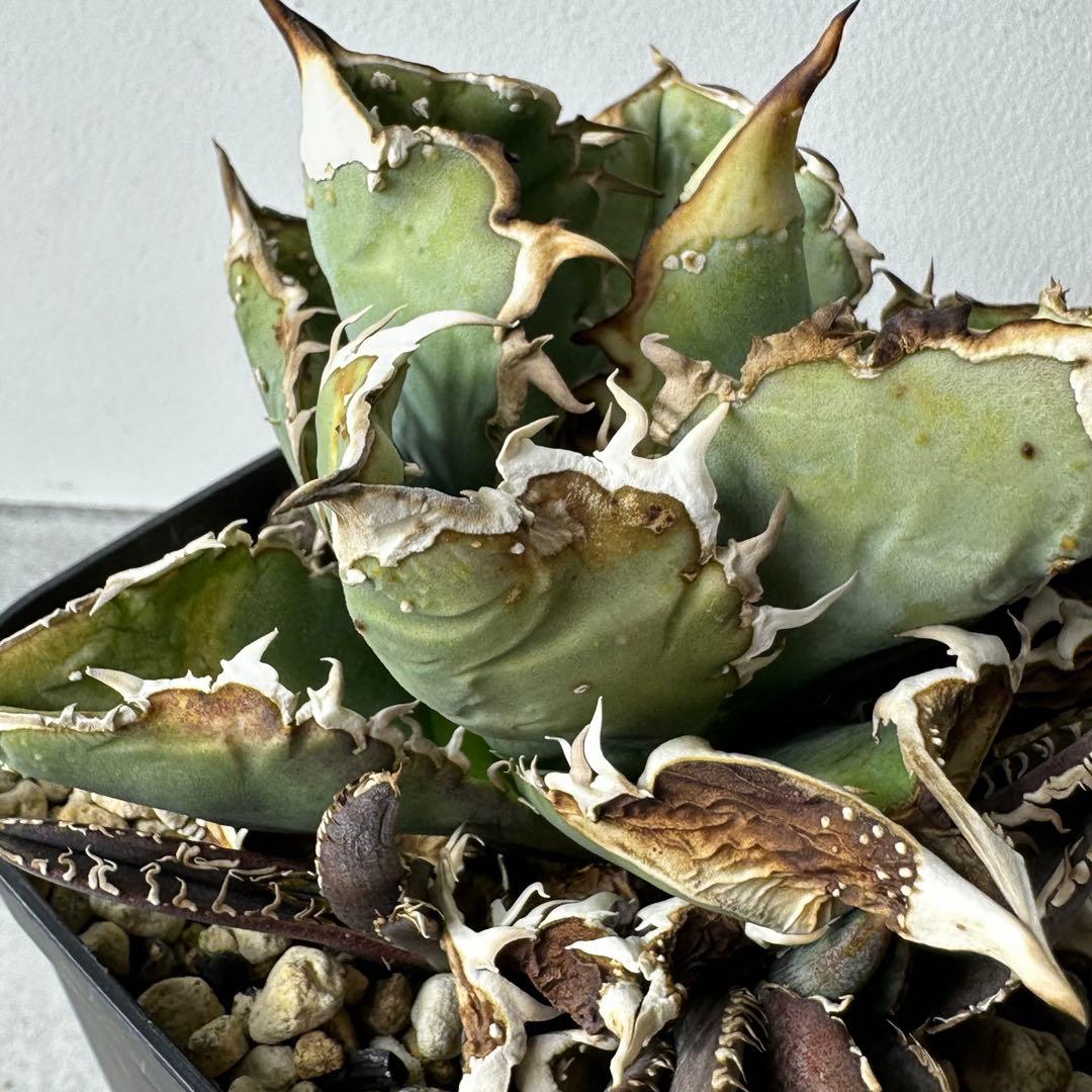 【初出】 オテロイ スタッズタイプ セット ※バラ売り 検）冰雹、麻花龍