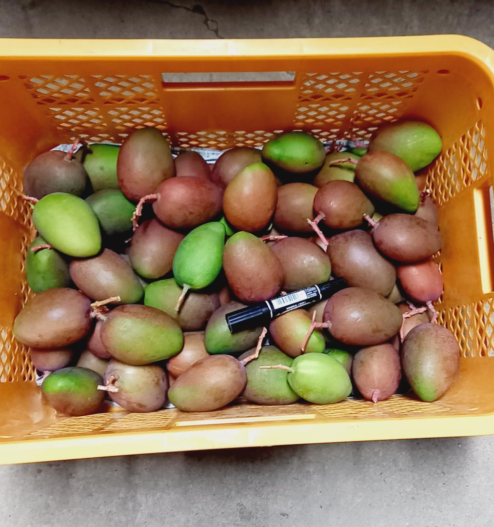 マンゴー+摘果 / 8.5 kg including box