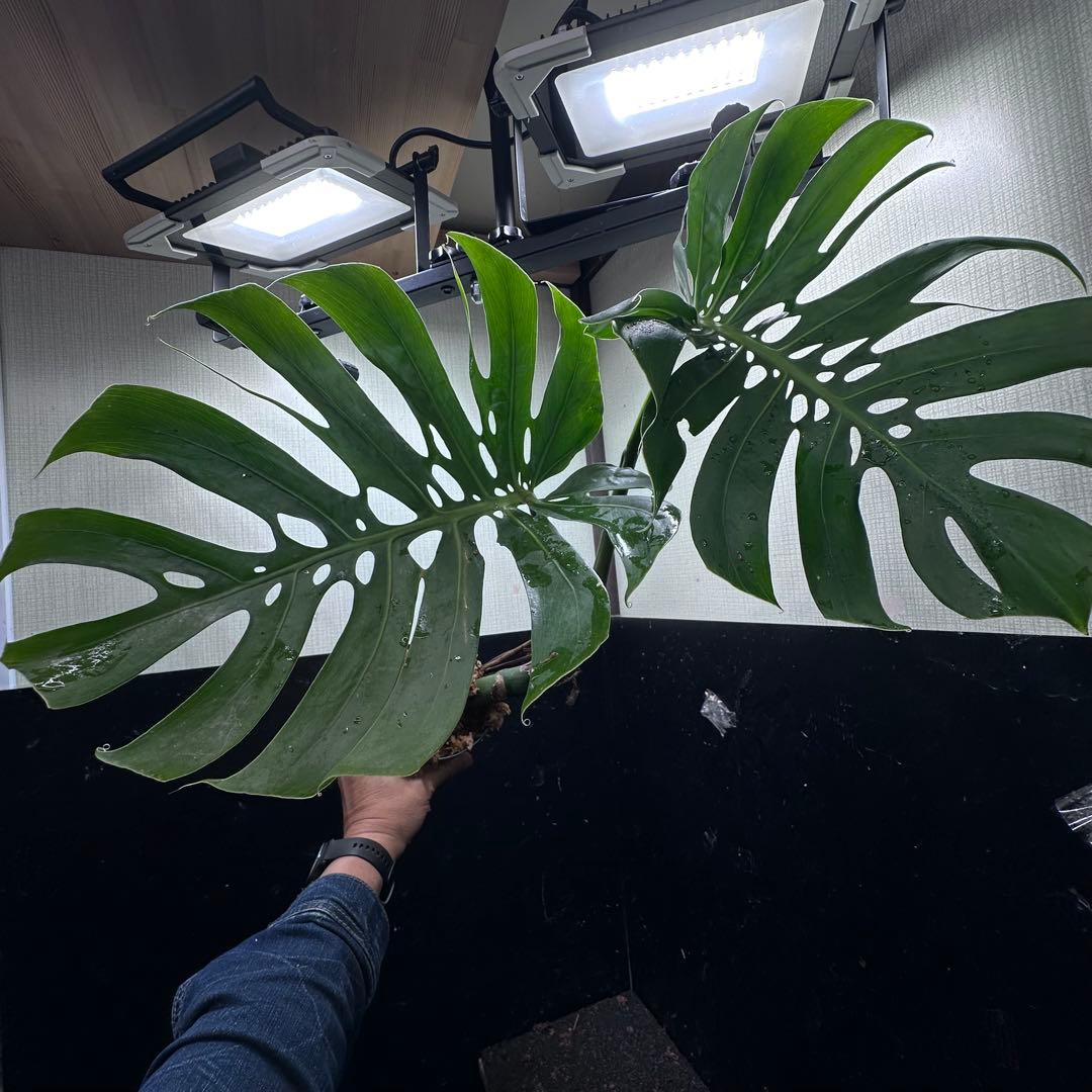 a*r様 モンステラデリシオーサマクロコズム超希少系統鉢植え69㎝