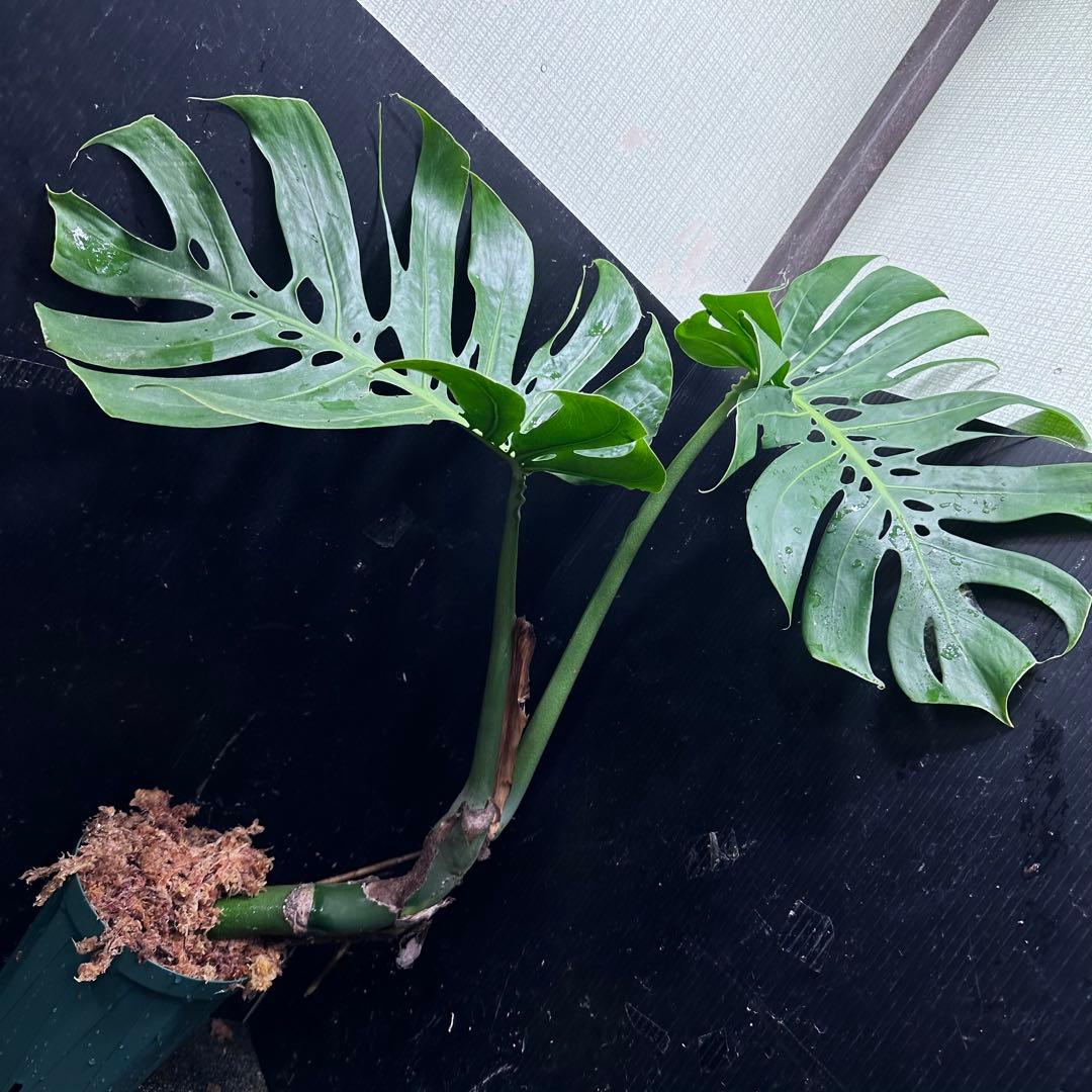 a*r様 モンステラデリシオーサマクロコズム超希少系統鉢植え69㎝