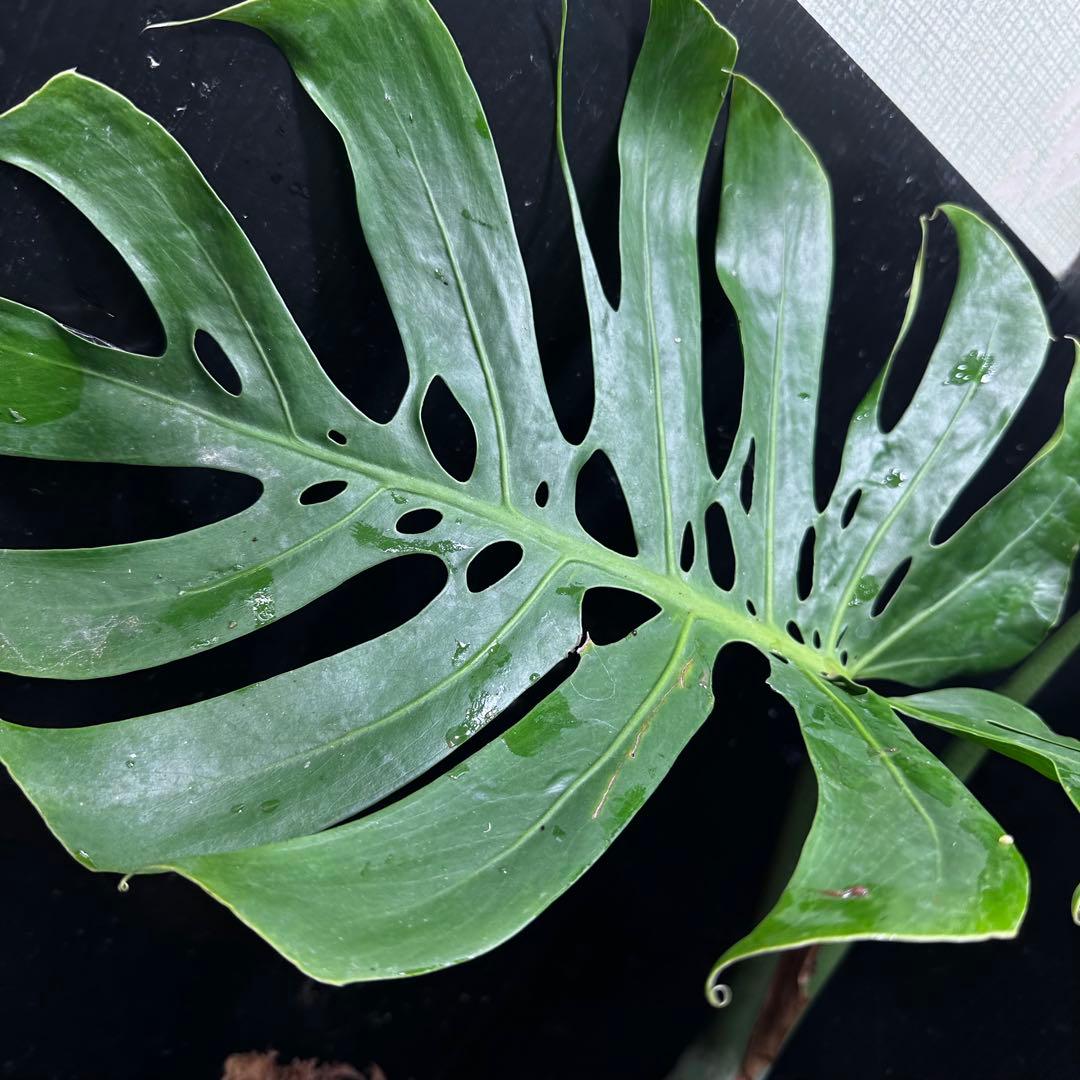 a*r様 モンステラデリシオーサマクロコズム超希少系統鉢植え69㎝