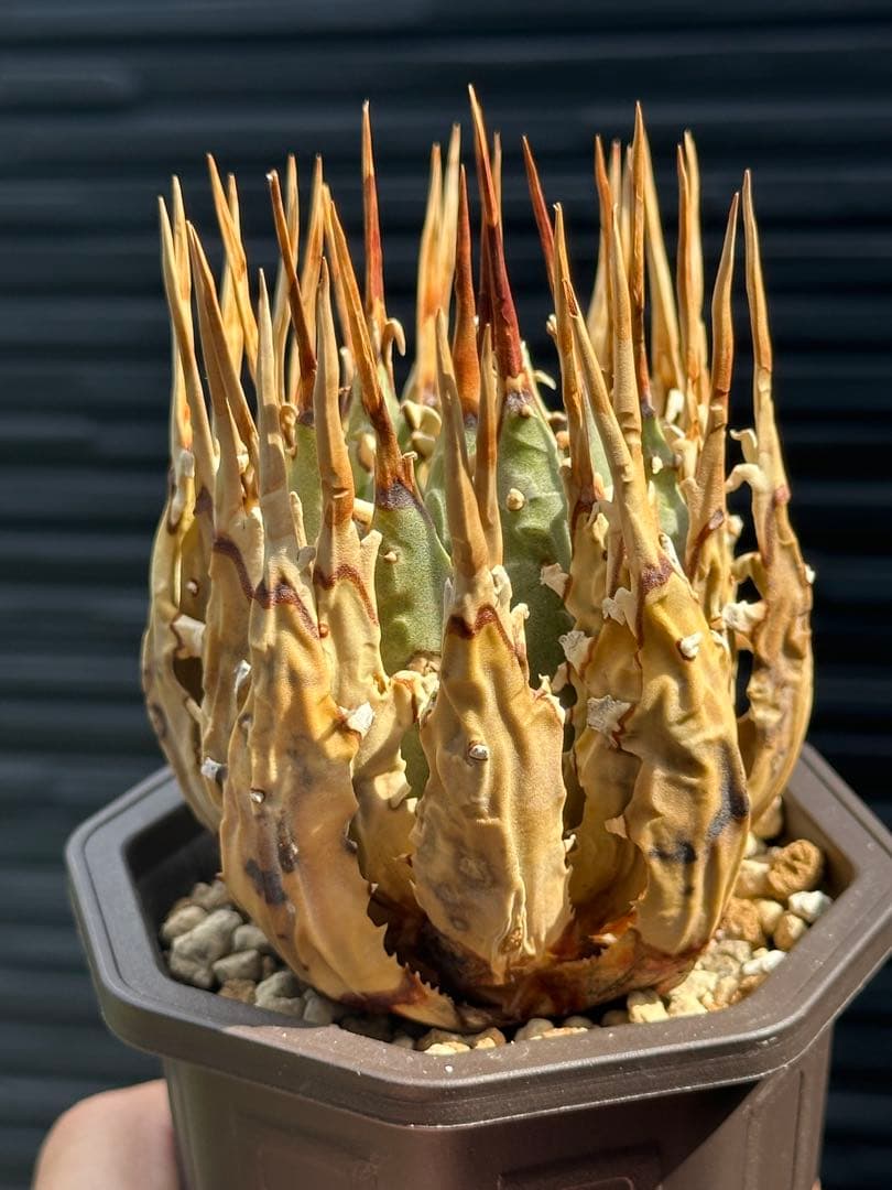 アガベ　ユタエンシス　エボリスピナ　陽炎　裏棘　連棘　発根済