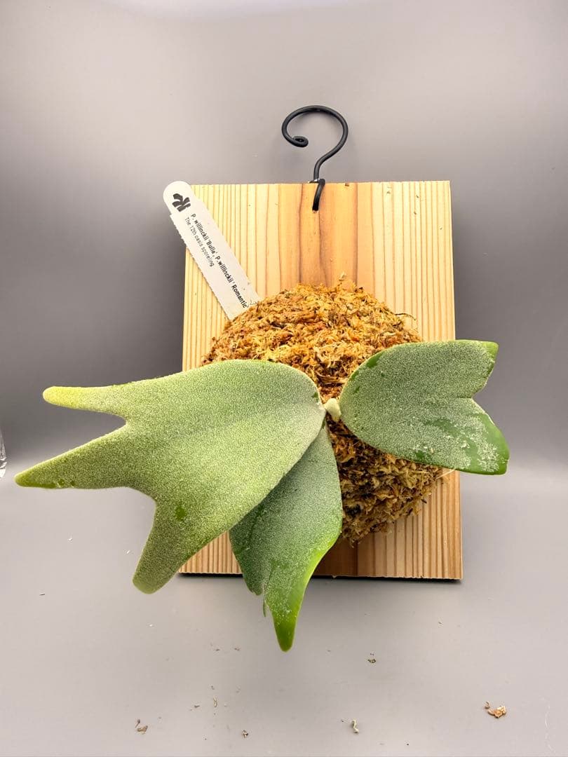 ビカクシダP.Willinckii Bulla, P.Romantic mix