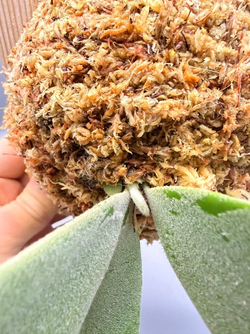 ビカクシダP.Willinckii Bulla, P.Romantic mix