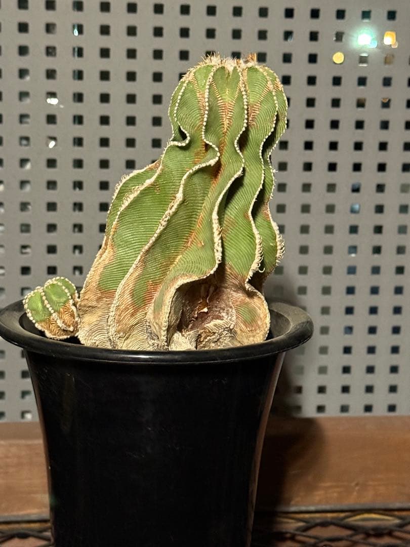 アズテキウム　ヒントニー　国内実生　大株