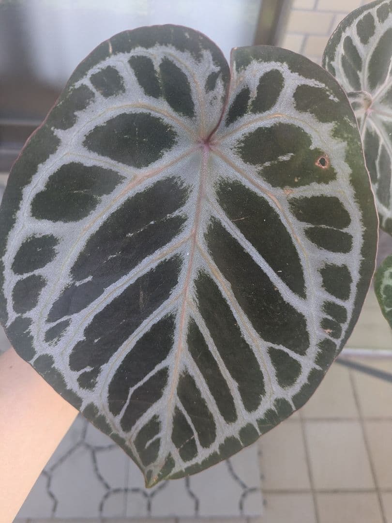 Anthurium アンスリウム　レッドクリスタリナム × KOS