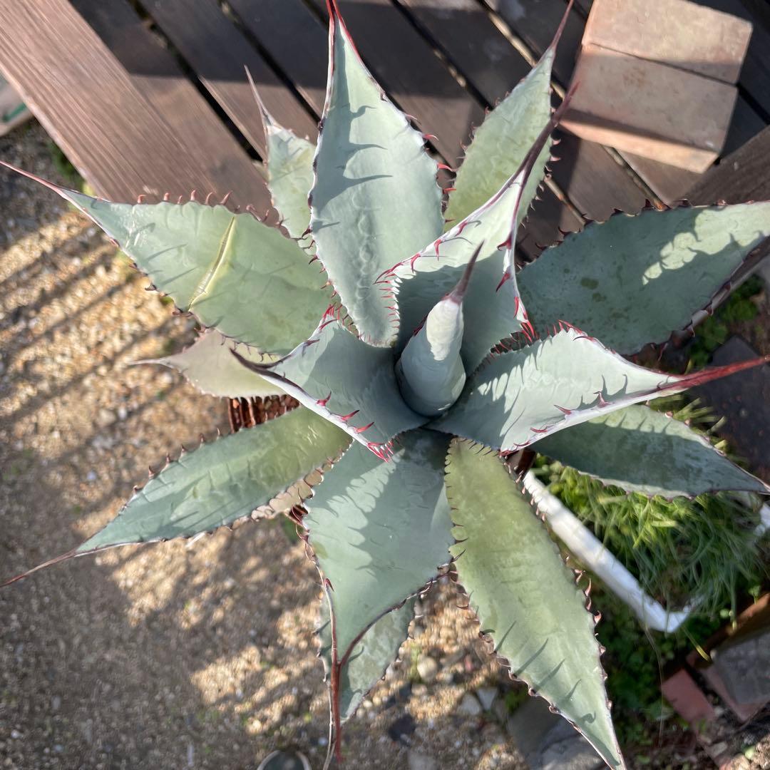 アガベ パリー ネオメキシカーナ