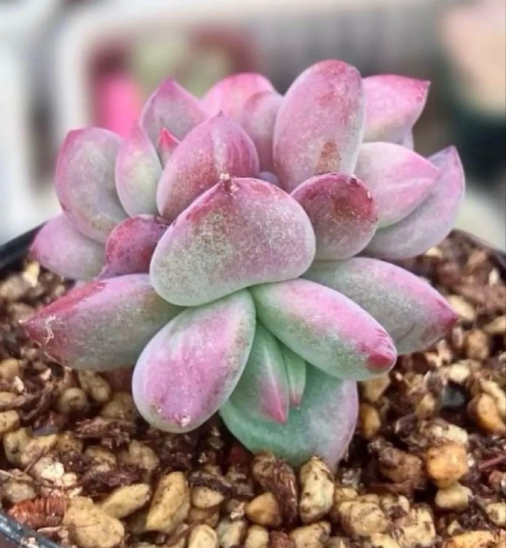 専用　レジョン錦