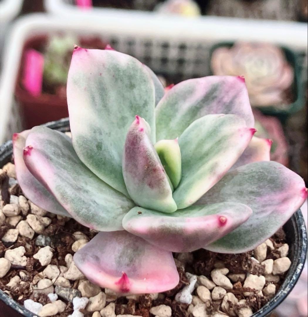 専用　レジョン錦