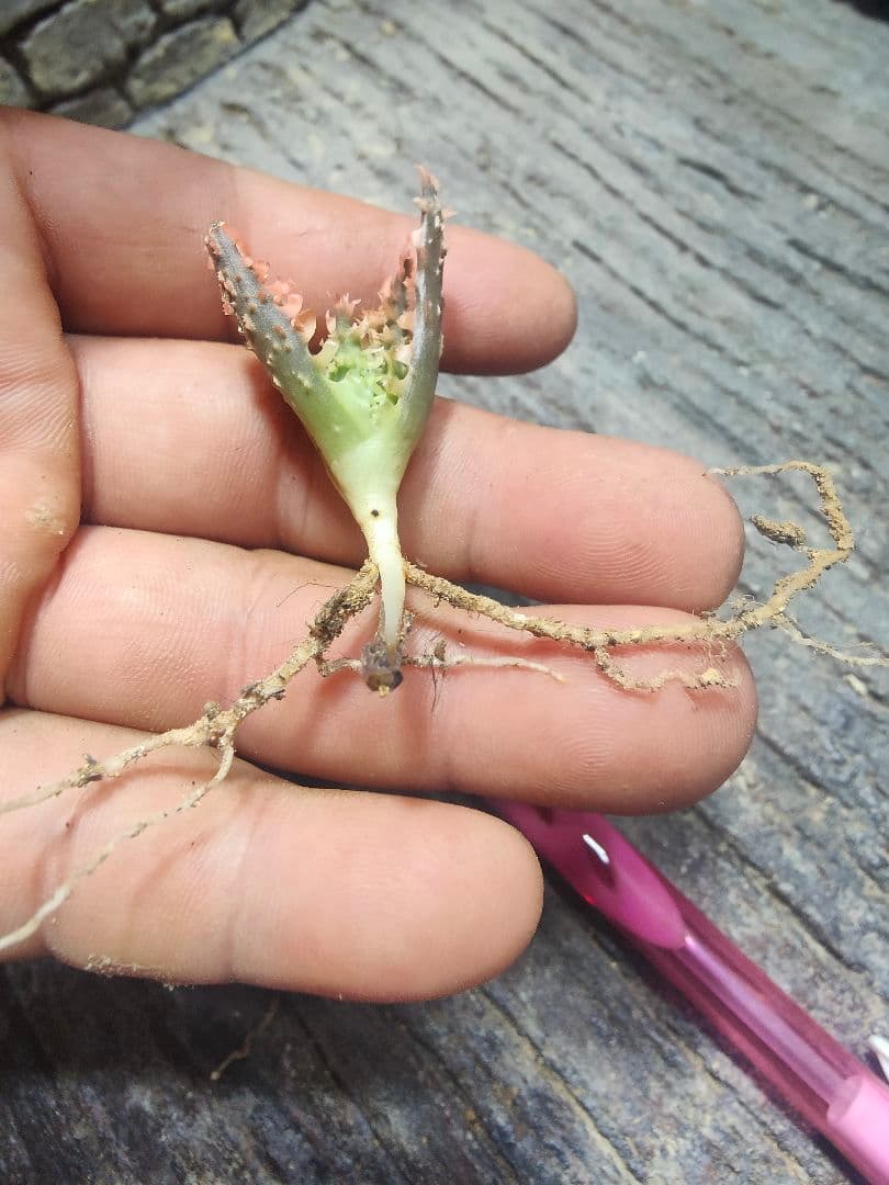 アロエ　TCTハイブリッド ライオンクイーン　赤札　J97