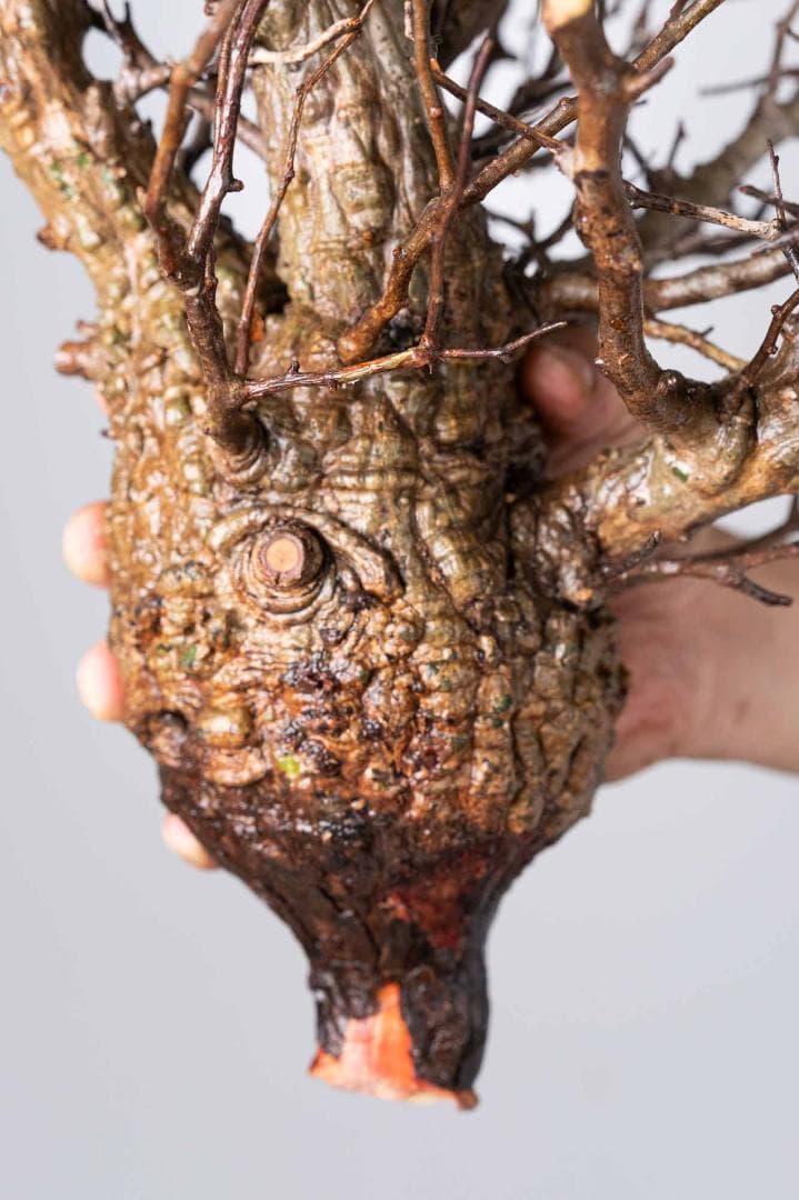 ★本日13時〆 LP56 オペルクリカリア パキプス コーデックス ベアルート株