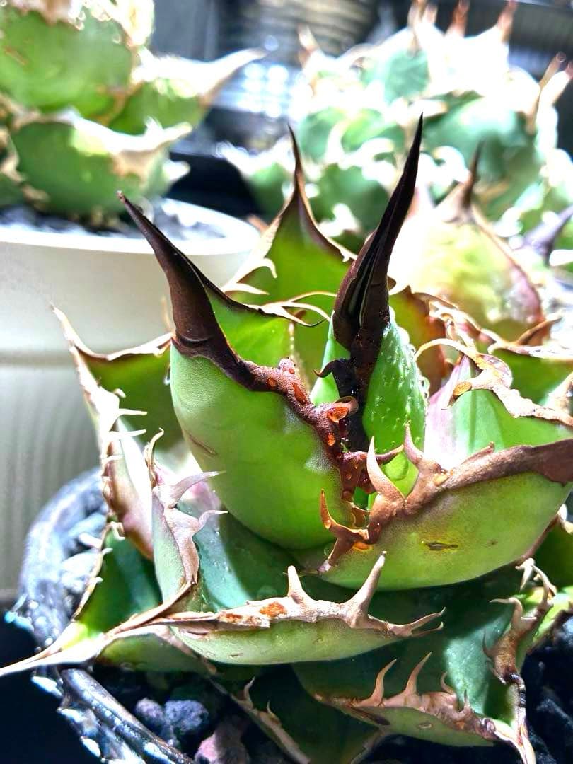 アガベ 実生株　ダブルヘッド　超ロングスパイン　強鋸歯　値引き交渉有り