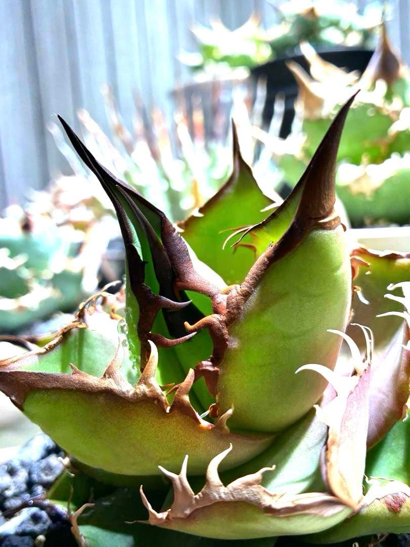 アガベ 実生株　ダブルヘッド　超ロングスパイン　強鋸歯　値引き交渉有り