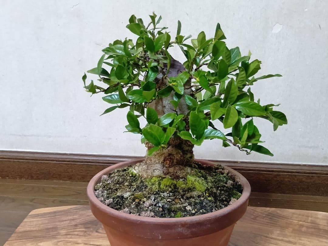 ‼️クチナシ盆栽‼️極太‼️値下げ