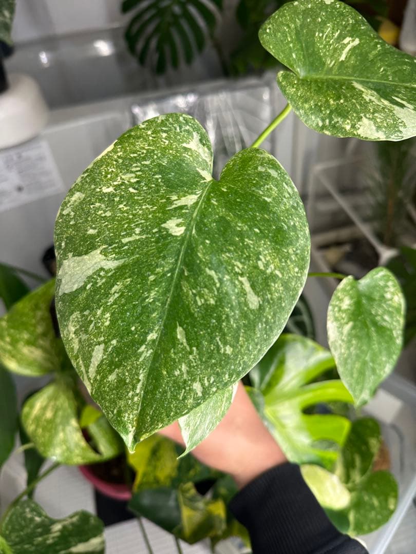 モンステラ グリーンスノー TC株 順化済み 3号株