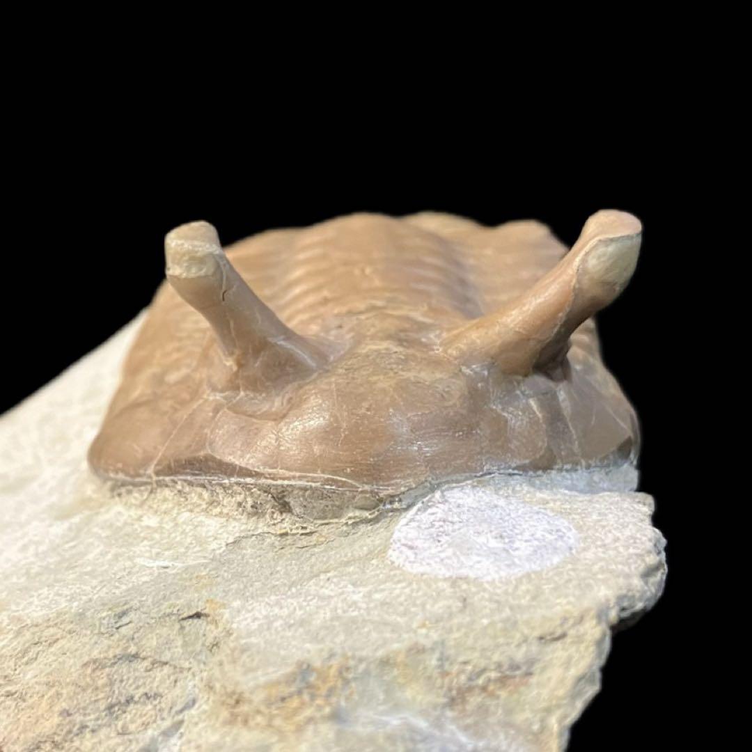 アサフス　三葉虫　化石　ロシア 産