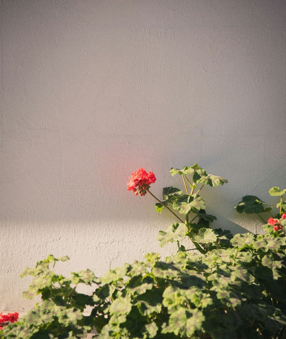 【Nikon D850 / 動作良好 / 付属品セット/作例】 一眼レフ ボディ